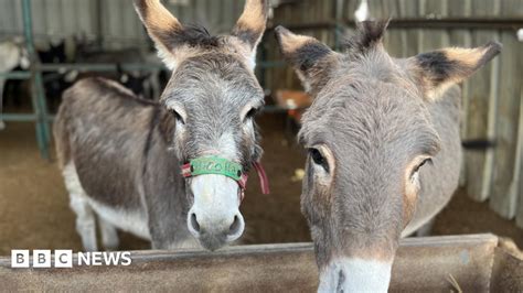 The UK charity helping Holy Land donkeys .